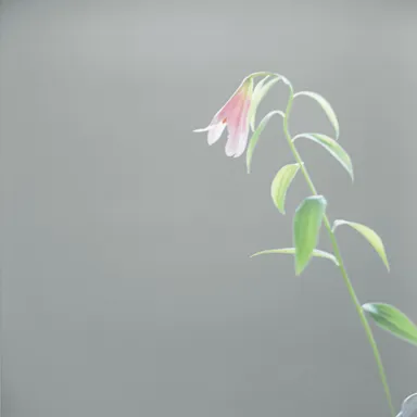 川内倫子《無題》(シリーズ〈An interlinking〉より) 2014