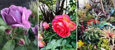 賢幸さんが当初楽しんでいたバラ(左、中)や、現在のお気に入りの植物が並んだお庭(右)