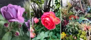 賢幸さんが当初楽しんでいたバラ(左、中)や、現在のお気に入りの植物が並んだお庭(右)
