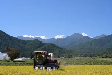 米の収穫(風さやか)