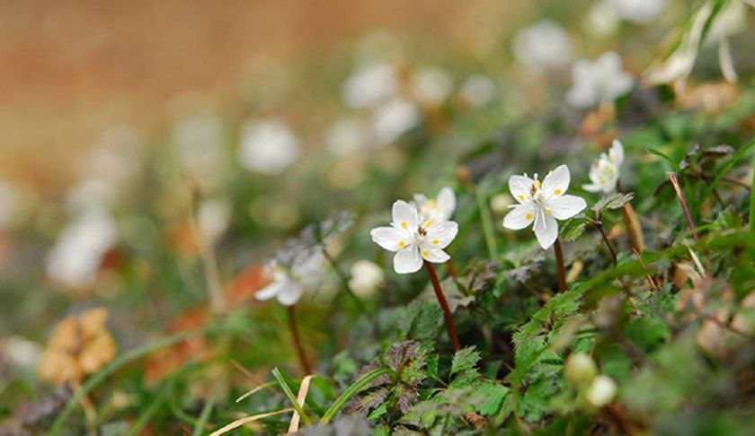 【六甲高山植物園】冬季特別開園
～雪を割って咲くバイカオウレンの群落～