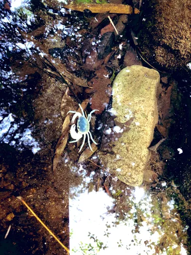 【入賞】ニコバーさん_また会いたい大多喜に棲む沢蟹や