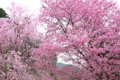 「花宝苑」の桜群生(イメージ)