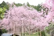 花宝苑の桜「センダイヤ」の群生