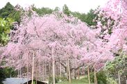 花宝苑の桜「紅枝垂れ」