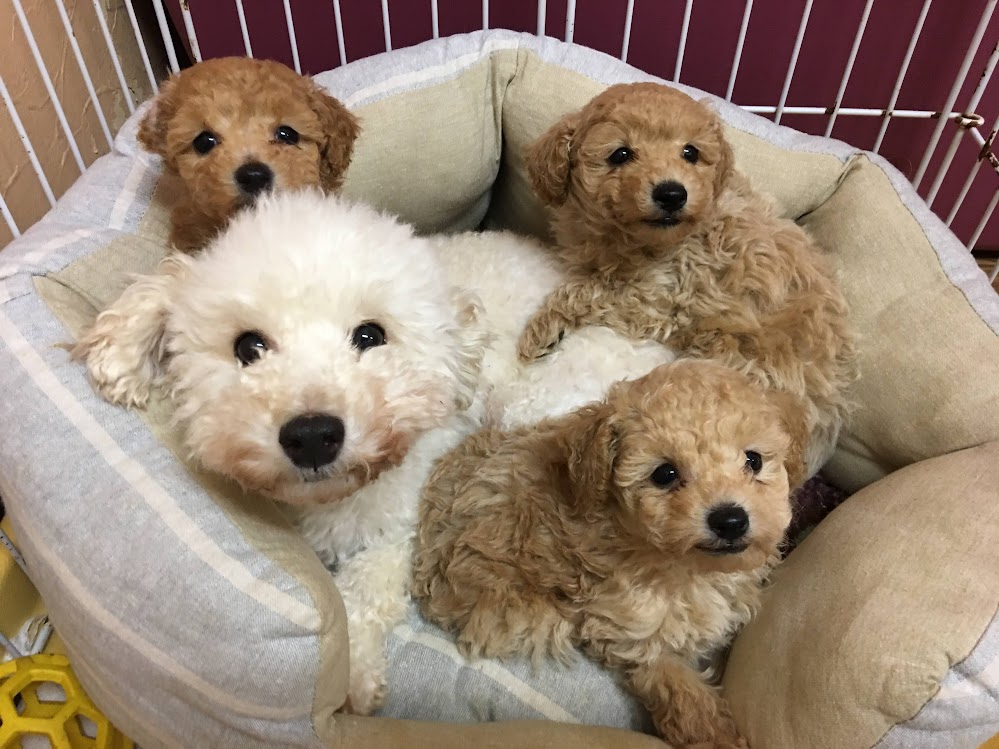 犬と家族の心理学: ドッグ・セラピー入門 | 若島 孔文 |本