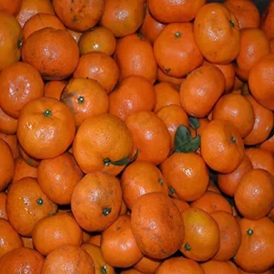 2位　新田農園の有田みかん2級　10キロ