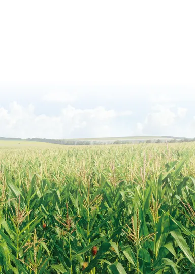 JUST TOUCH 原材料