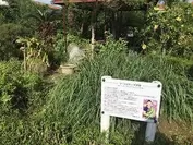 沖縄のアーユルヴェーダ農園