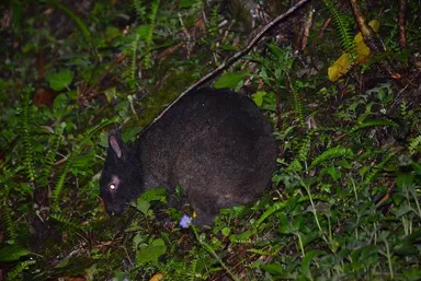 アマミノクロウサギ　撮影：篠原 太郎