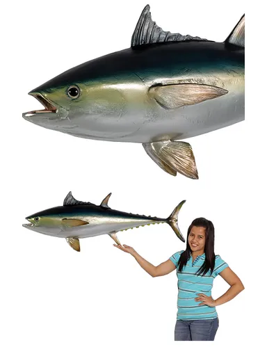 マグロ／Bluefin Tuna