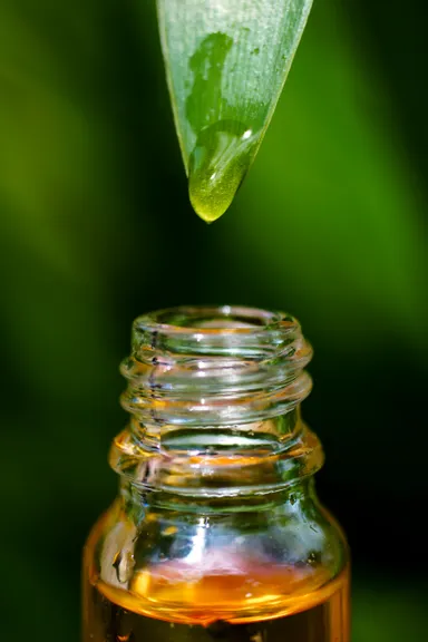 植物の香りイメージ