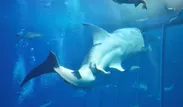 沖縄美ら海水族館における大型板鰓類の研究