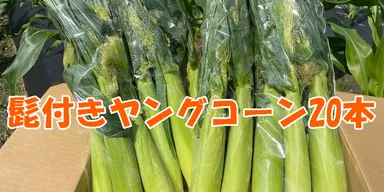 リターン「ヤングコーン」