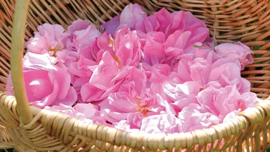 摘みたてダマスクローズ