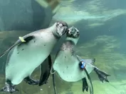 フンボルトペンギン水中