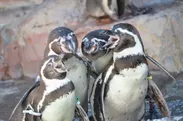 フンボルトペンギン陸上