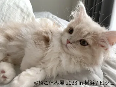 2日間限定!2年ぶり横浜上陸「ねこ休み展 2023」 2/10(金)・11(土)開催 2日間限定!2年ぶり横浜上陸「ねこ休み展 2023」 2/10(金)・11(土)開催