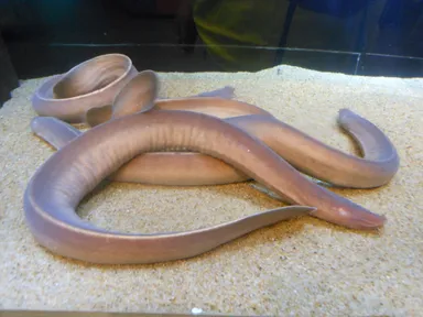 ヌタウナギの仲間