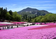 羊山公園 芝桜の丘　イメージ