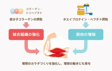 低分子コラーゲンについて