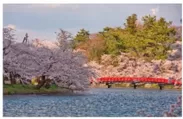 西濠にかかる春陽橋と満開の桜