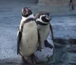 小諸市動物園フンボルトペンギン