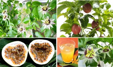 「パッションフルーツ」花と実(イメージ)