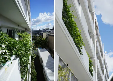 パッションフルーツによる緑のカーテン 1