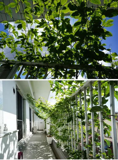 パッションフルーツによる緑のカーテン 2