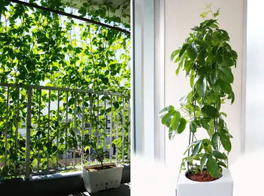 ベランダ、室内において(イメージ)