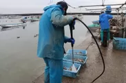 牡蠣を洗う様子