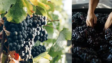 この地域で育まれた美味しいぶどうたちは、ワイン造りに最適