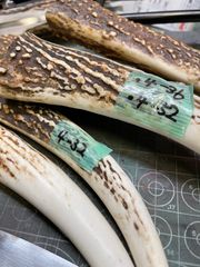 鹿の角の厳選作業