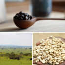 ウガンダ農園で育った農薬不使用・無施肥の最高級豆「ティピカ」をブレンド