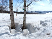 白樺樹液の採取風景 北海道美深町