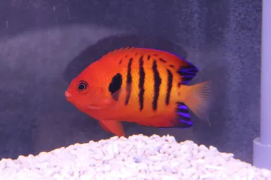 フレームエンゼル