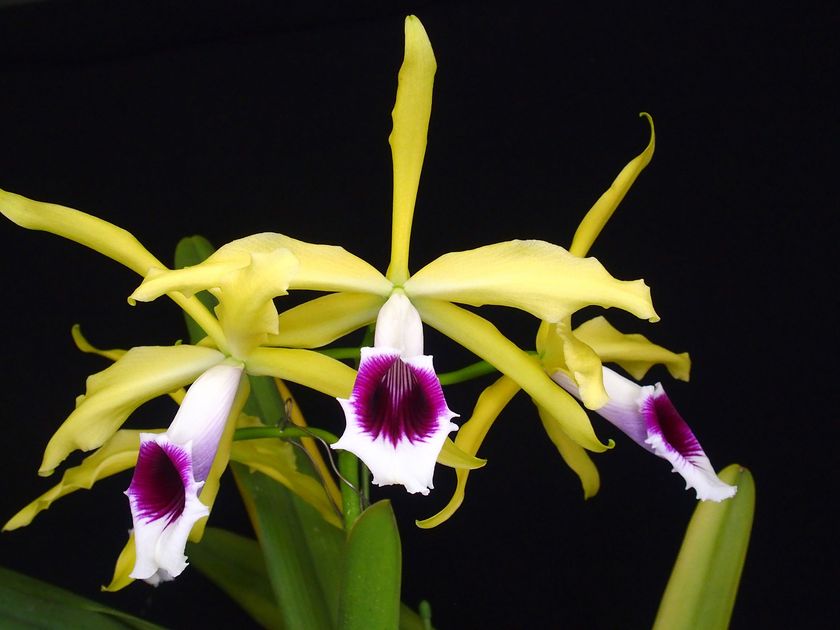 約10,000株　約500種のらん展示・販売！
第18回　関西らんフェスタを開催します