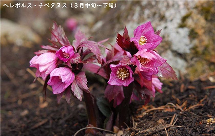 【六甲高山植物園】 2023年3月18日（土）
春の訪れとともにシーズンOPEN！