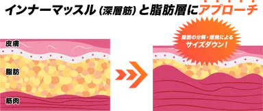 脂肪の分解・燃焼効果