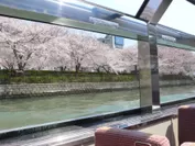 水面ギリギリの高さから桜を見ることができます。