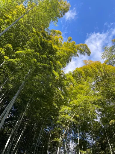 貝塚市木積の竹林