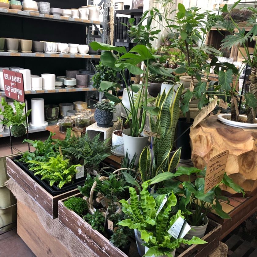 ~花とともに、グリーンを楽しもう~
来店型の花のサブスク「ハナノヒ」の4種プランで、
月1回に限り、
日比谷花壇の植物ブランド「COTO tree」の植物との
交換が可能に。
2月1日(水)から4月30日(日)までの期間限定