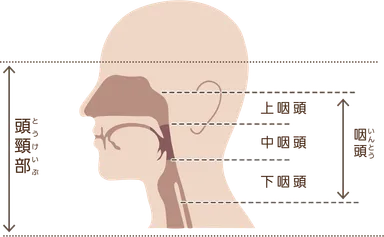 頭頸部と中咽頭