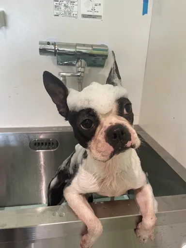 トリミングサロン(3)