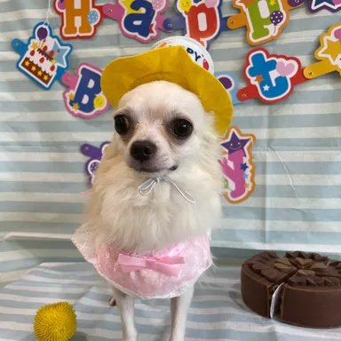 保護犬誕生日(2)