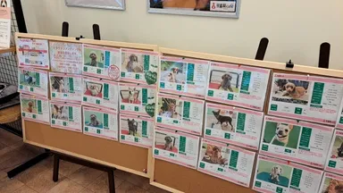 里親募集中の保護犬掲示物