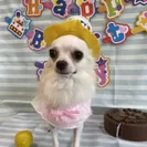 保護犬誕生日(2)