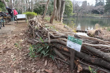 井の頭恩賜公園2