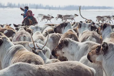 サーミブレスレットとは
